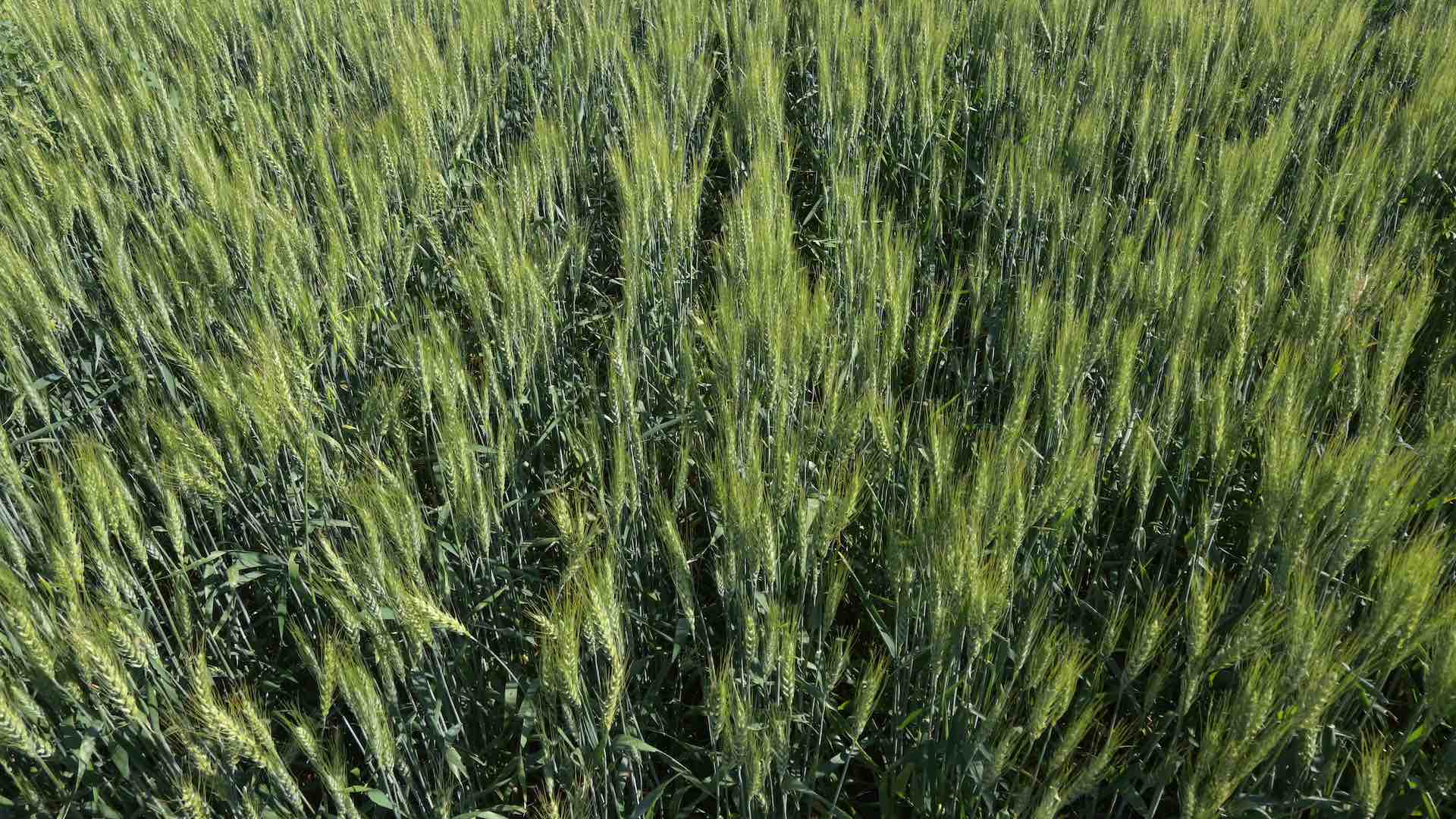  A better solution for problem weeds