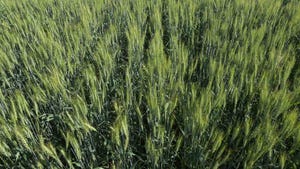 A better solution for problem weeds A better solution for problem weeds