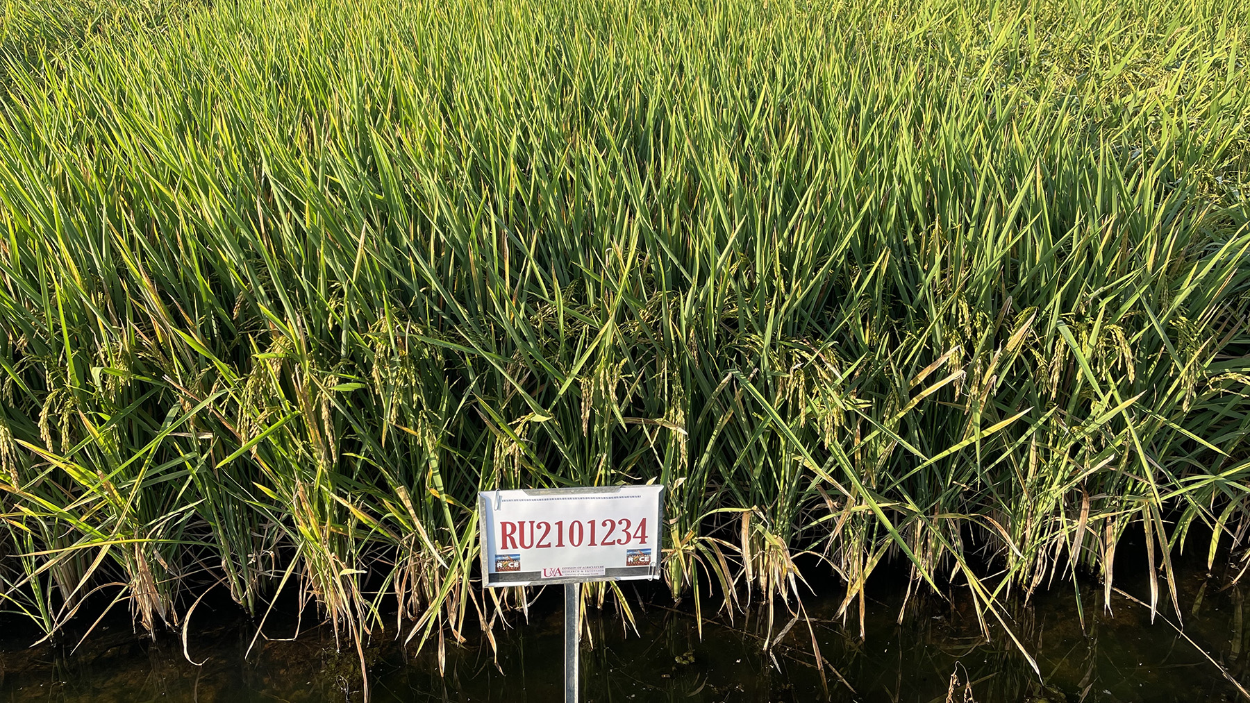 CLM05 Rice Plot