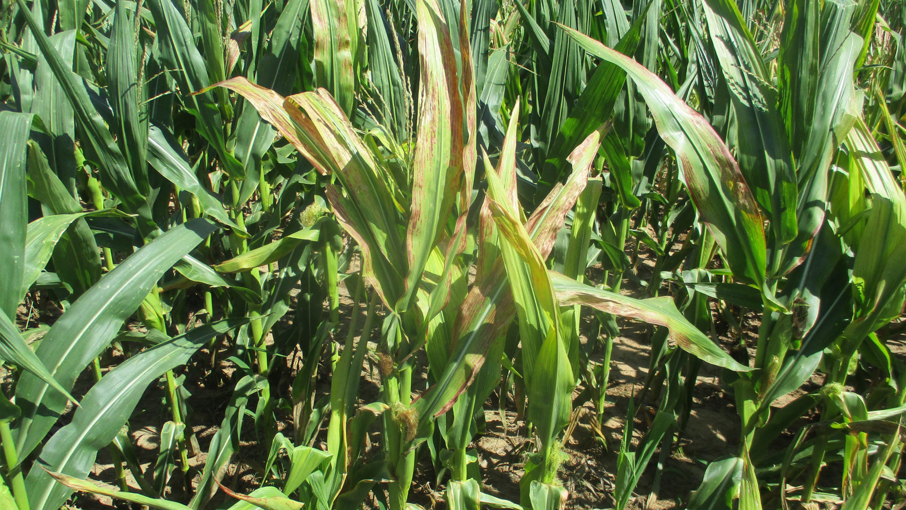 corn