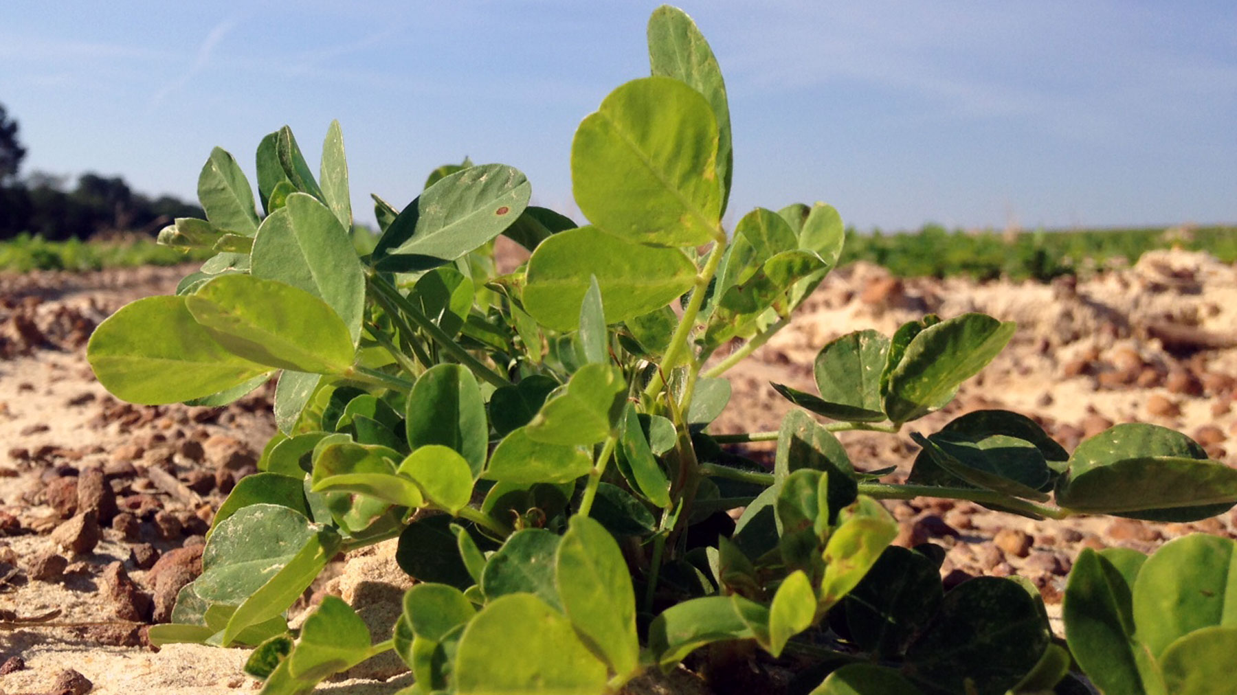 Young peanuts in field.