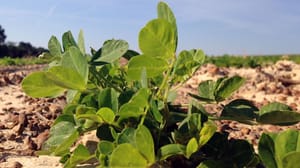 Young peanuts in field. Young peanuts in field.