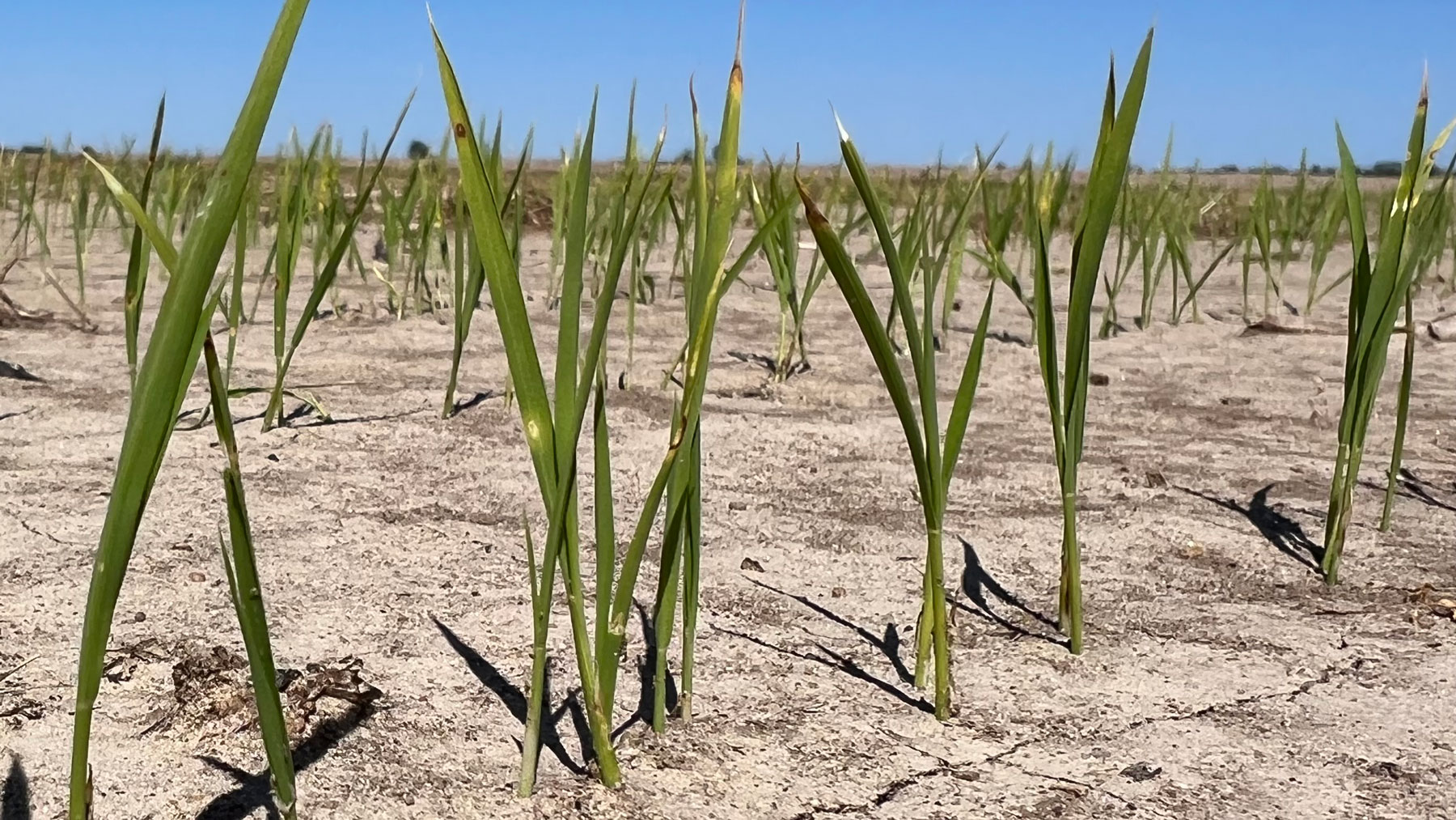 Close up of early planted rice.