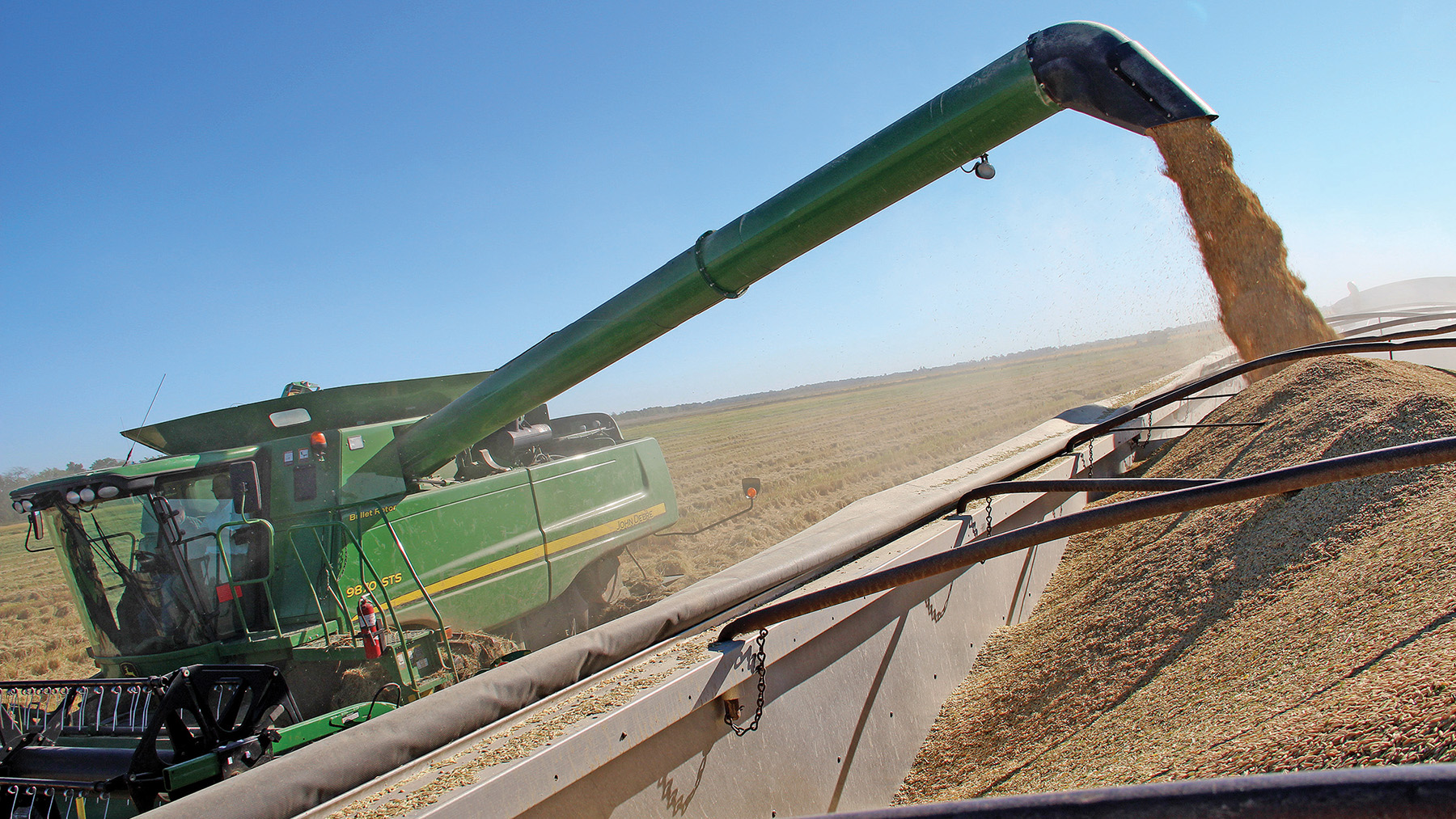 Rice Harvest