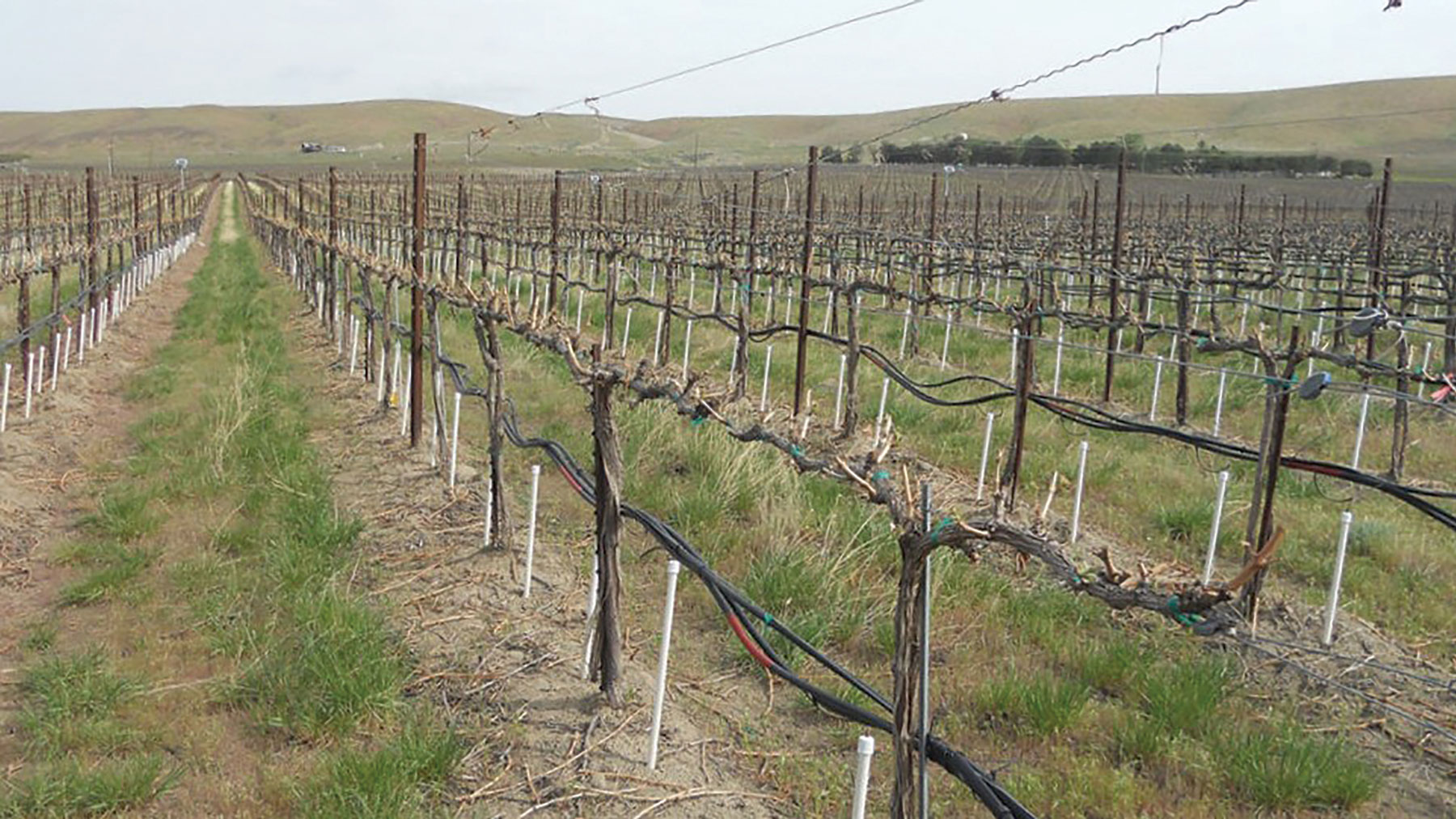 Vineyard irrigation