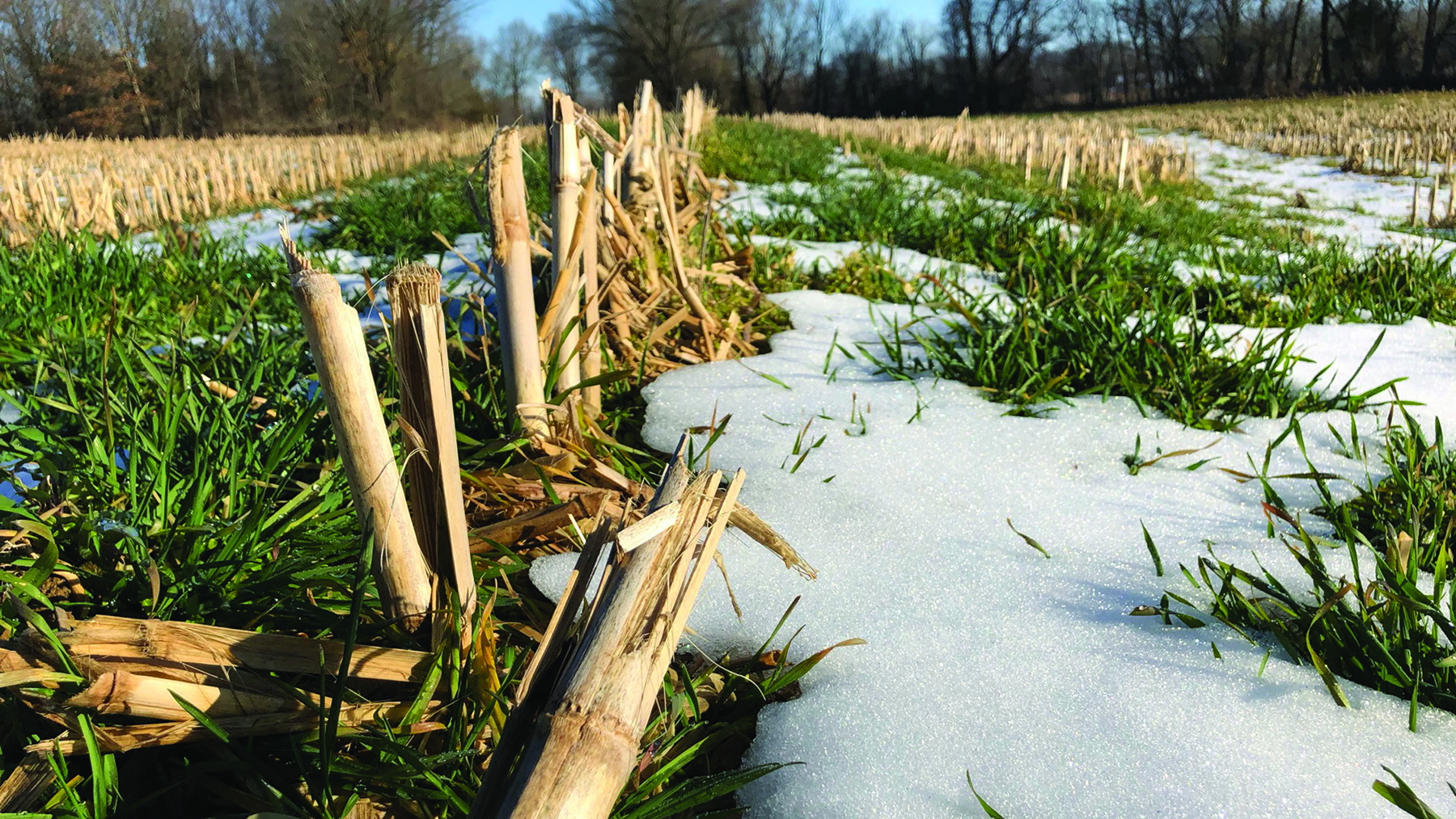 Snow Field