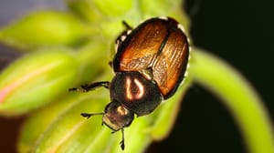 Japanese beetle Japanese beetle