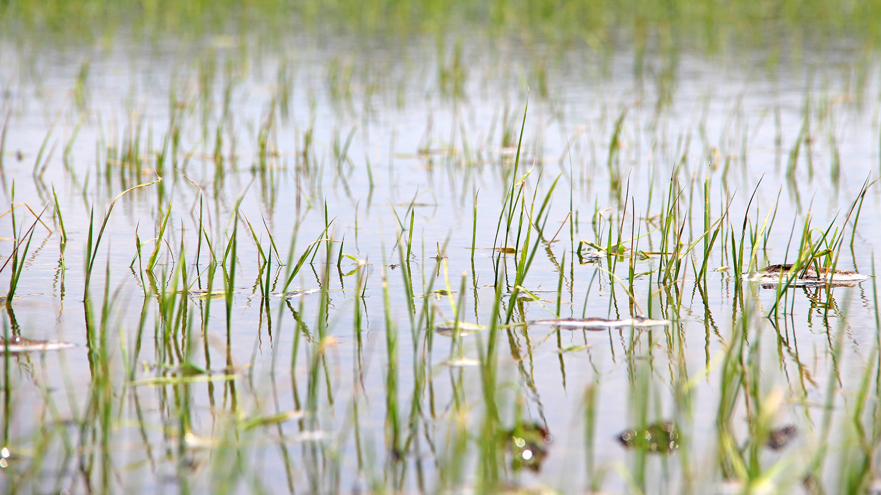 Rice Seedlings