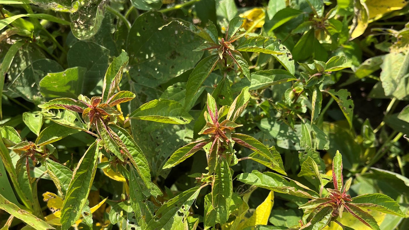 Asian copperleaf plants with reddish upper leaves in a September 2024 soybean field Asian copperleaf plants with reddish upper leaves in a September 2024 soybean field