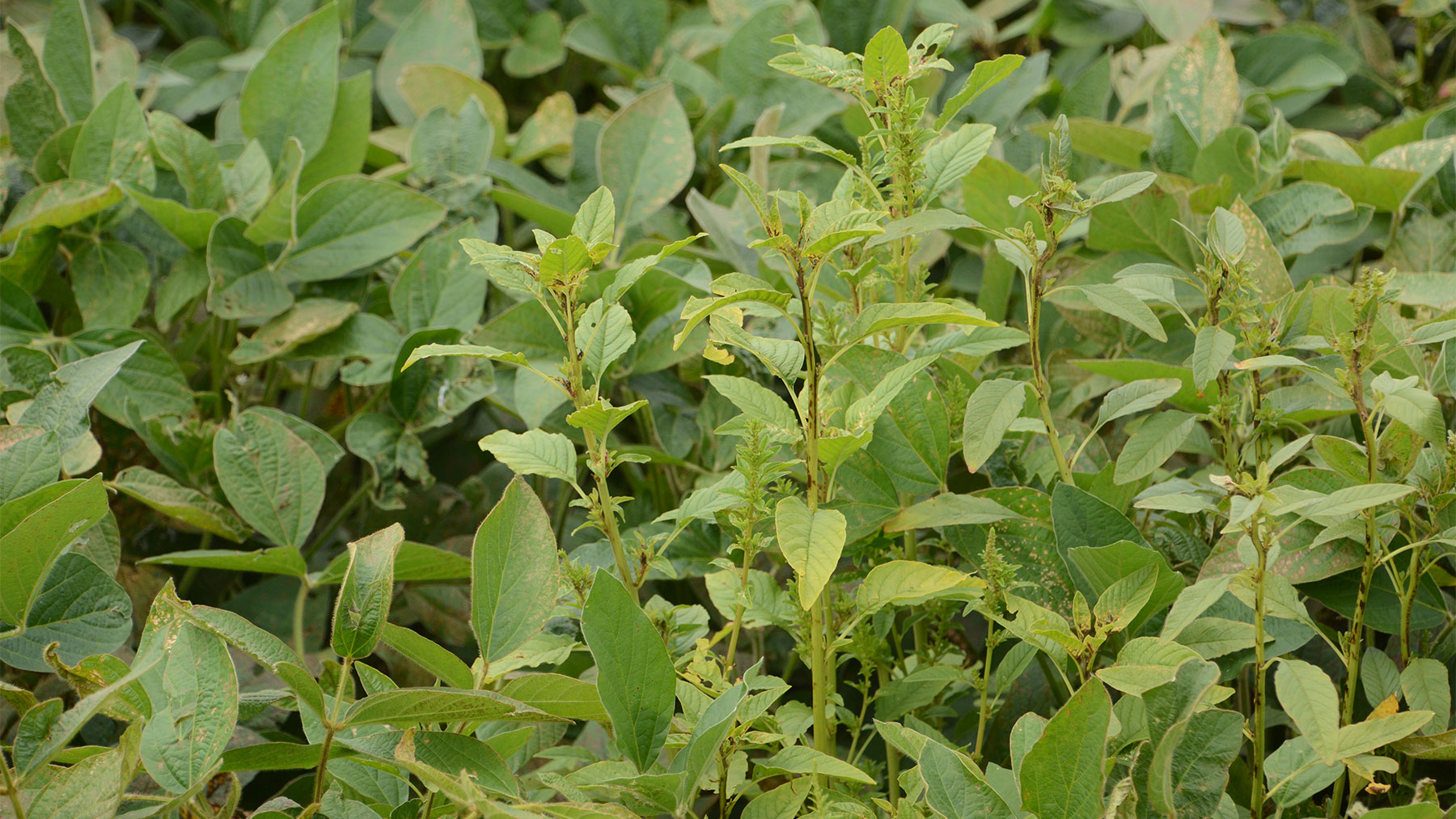 Waterhemp growing in a soybean field