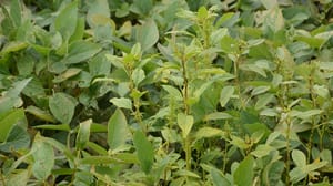 Waterhemp growing in a soybean field Waterhemp growing in a soybean field