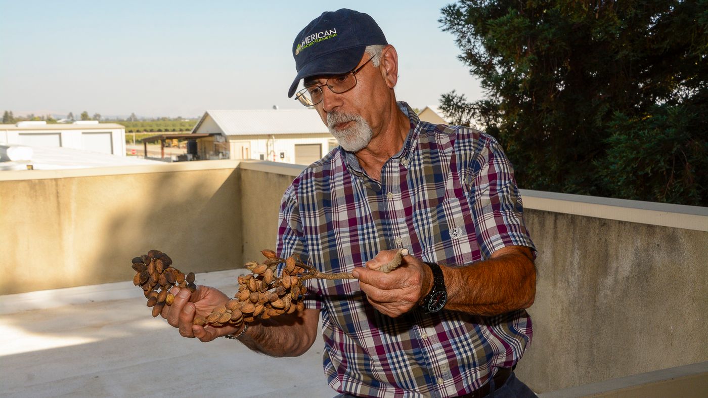 Plant pathologist with University of California, Themis Michailides Plant pathologist with University of California, Themis Michailides