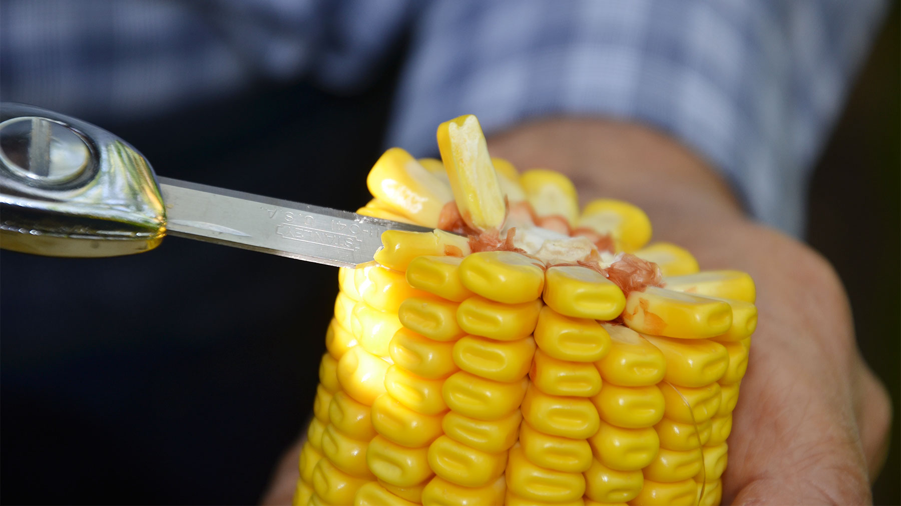 Close-up of ear of corn