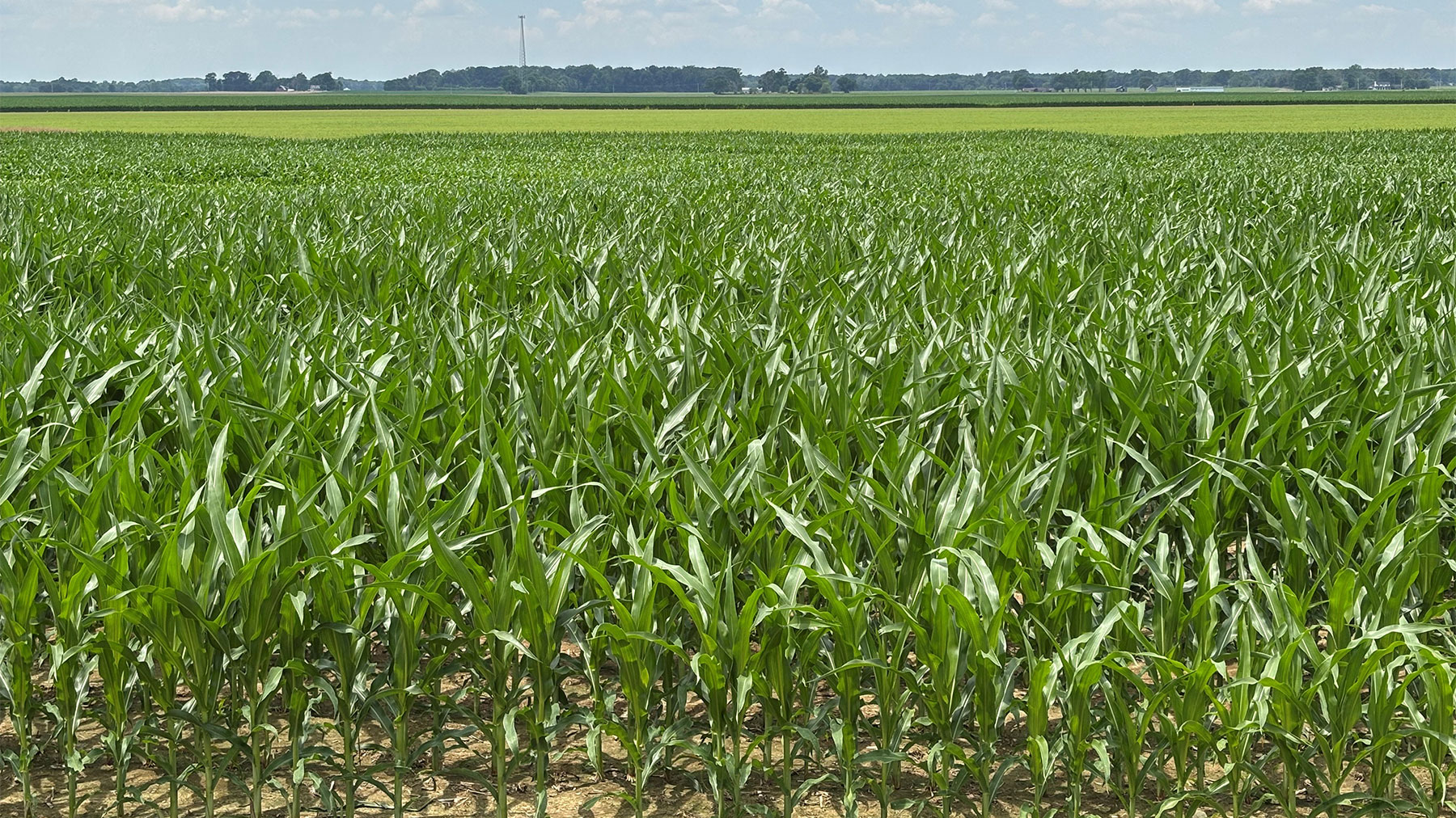 waist-high cornfield at nine-leaf stage