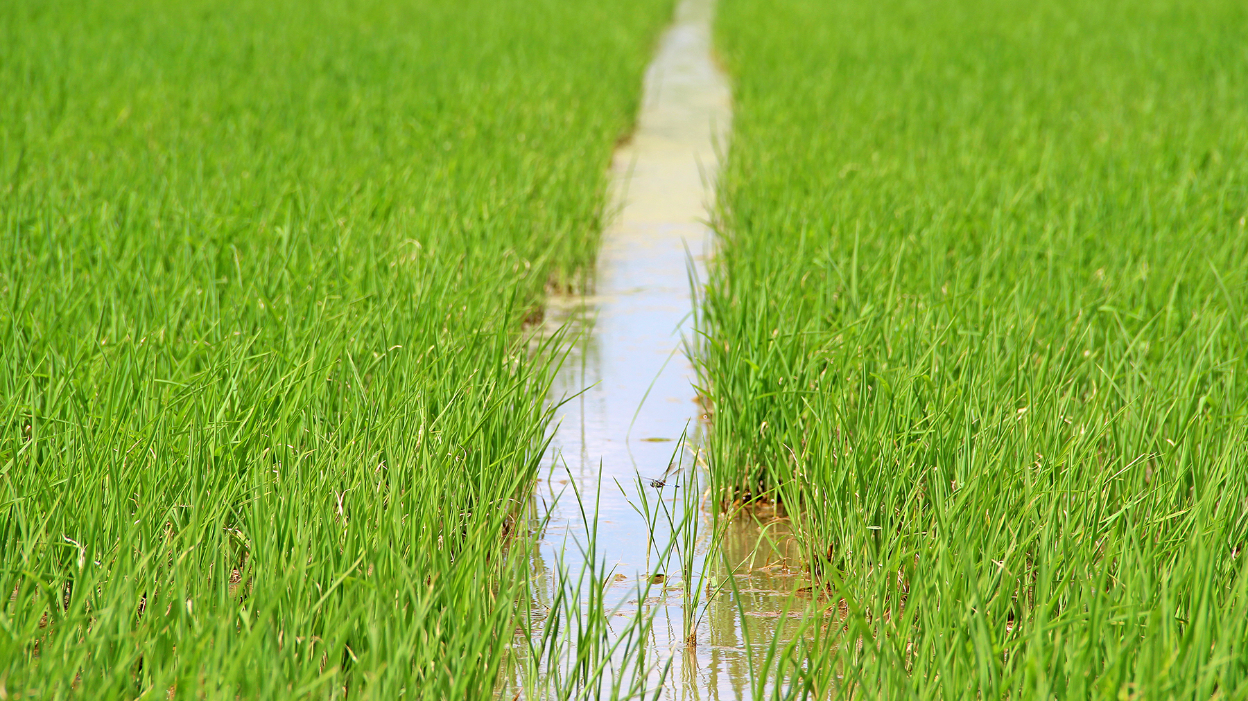 Rice farm