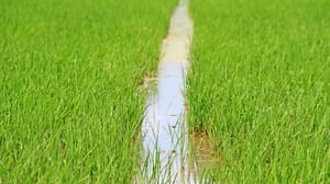 Rice farm Rice farm