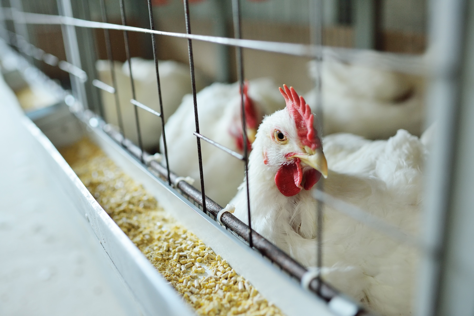 broiler chickens at feeder