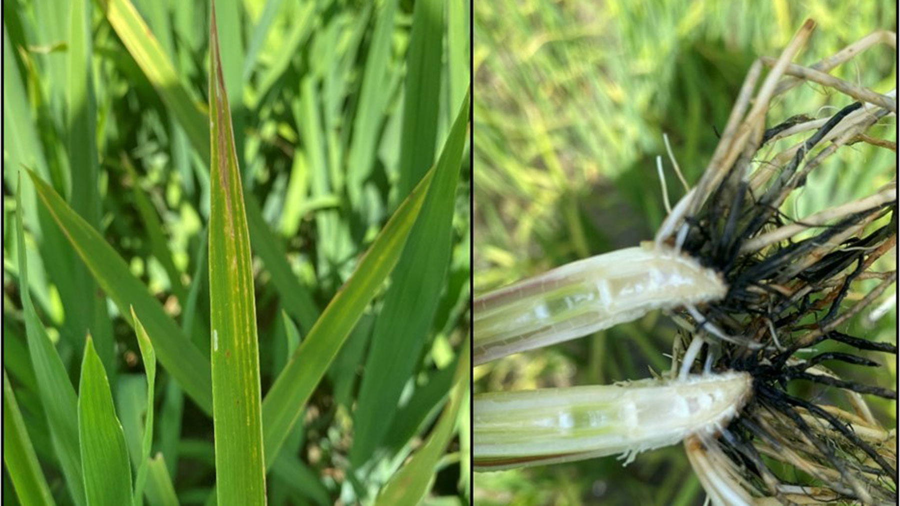 Split photo, symptoms of hydrogen sulfide toxicity. Left, leaves of rice plant streaked yellow. Right, plants of a rice plants that have turned black.