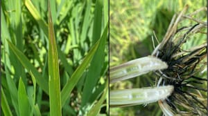 Split photo, symptoms of hydrogen sulfide toxicity. Left, leaves of rice plant streaked yellow. Right, plants of a rice plants that have turned black. Split photo, symptoms of hydrogen sulfide toxicity. Left, leaves of rice plant streaked yellow. Right, plants of a rice plants that have turned black.