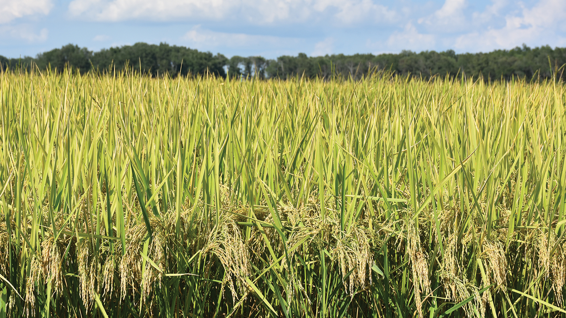 Rice field