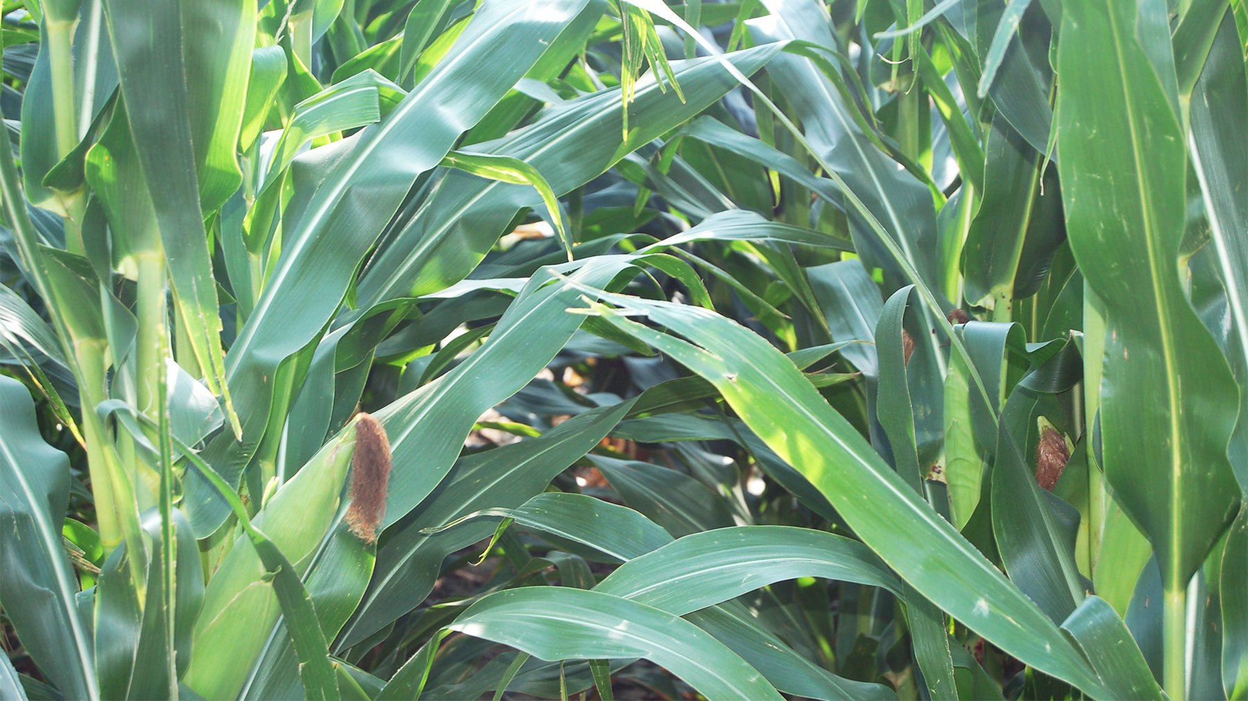 A close-up view between two rows of corn