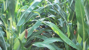 A close-up view between two rows of corn A close-up view between two rows of corn