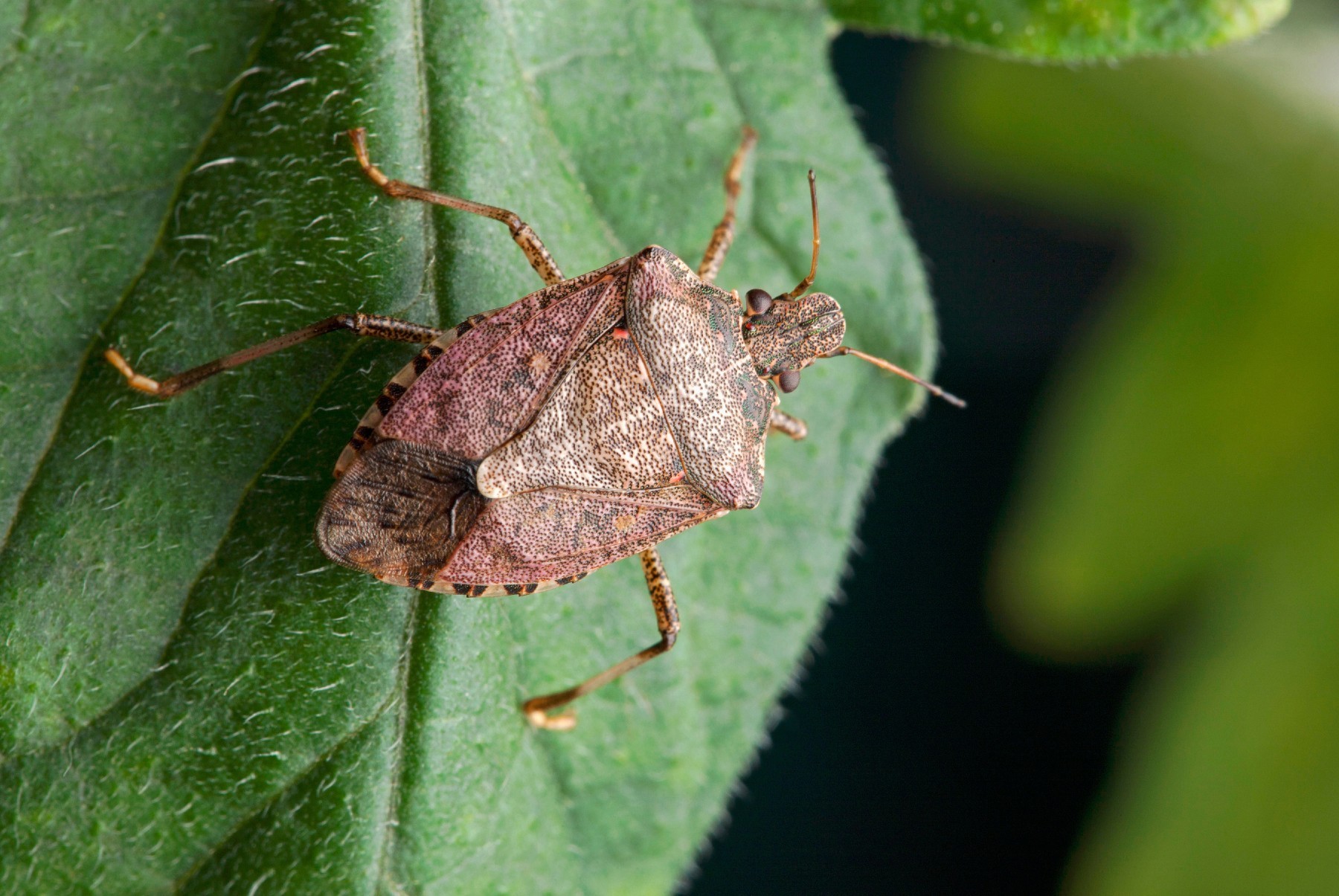 A stink bug