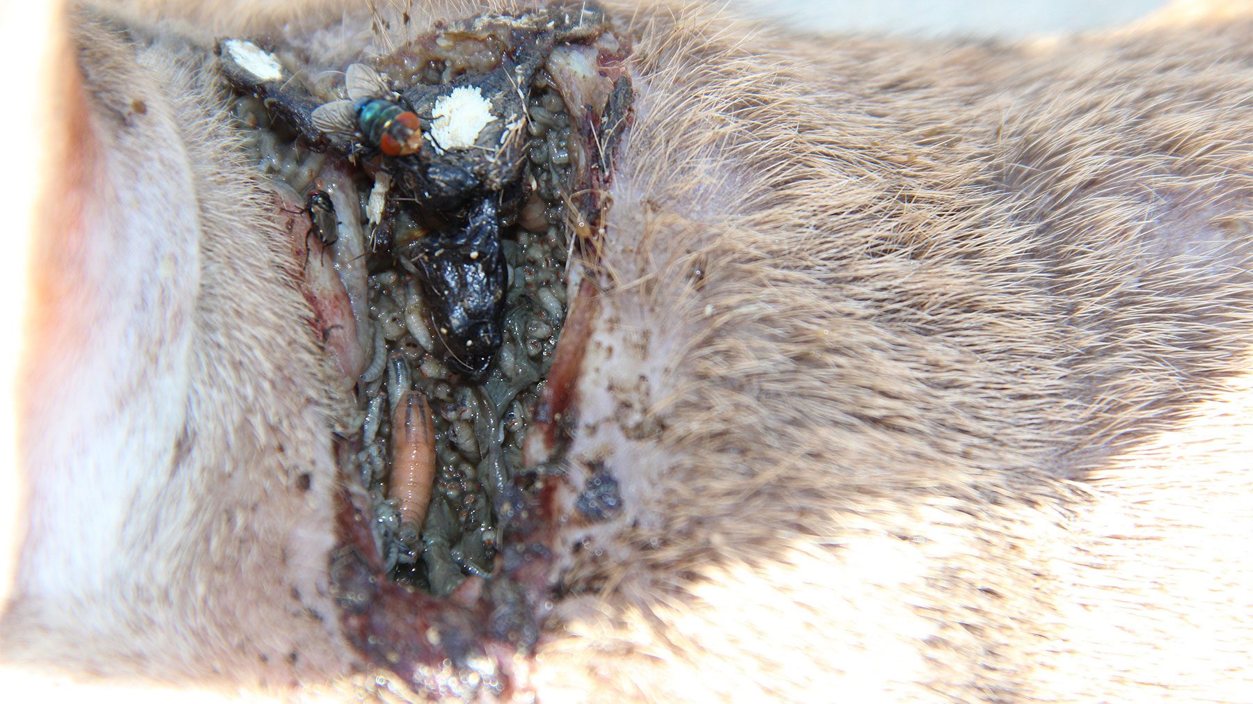 Animal wound with a screwworm eggs, larvae and an adult