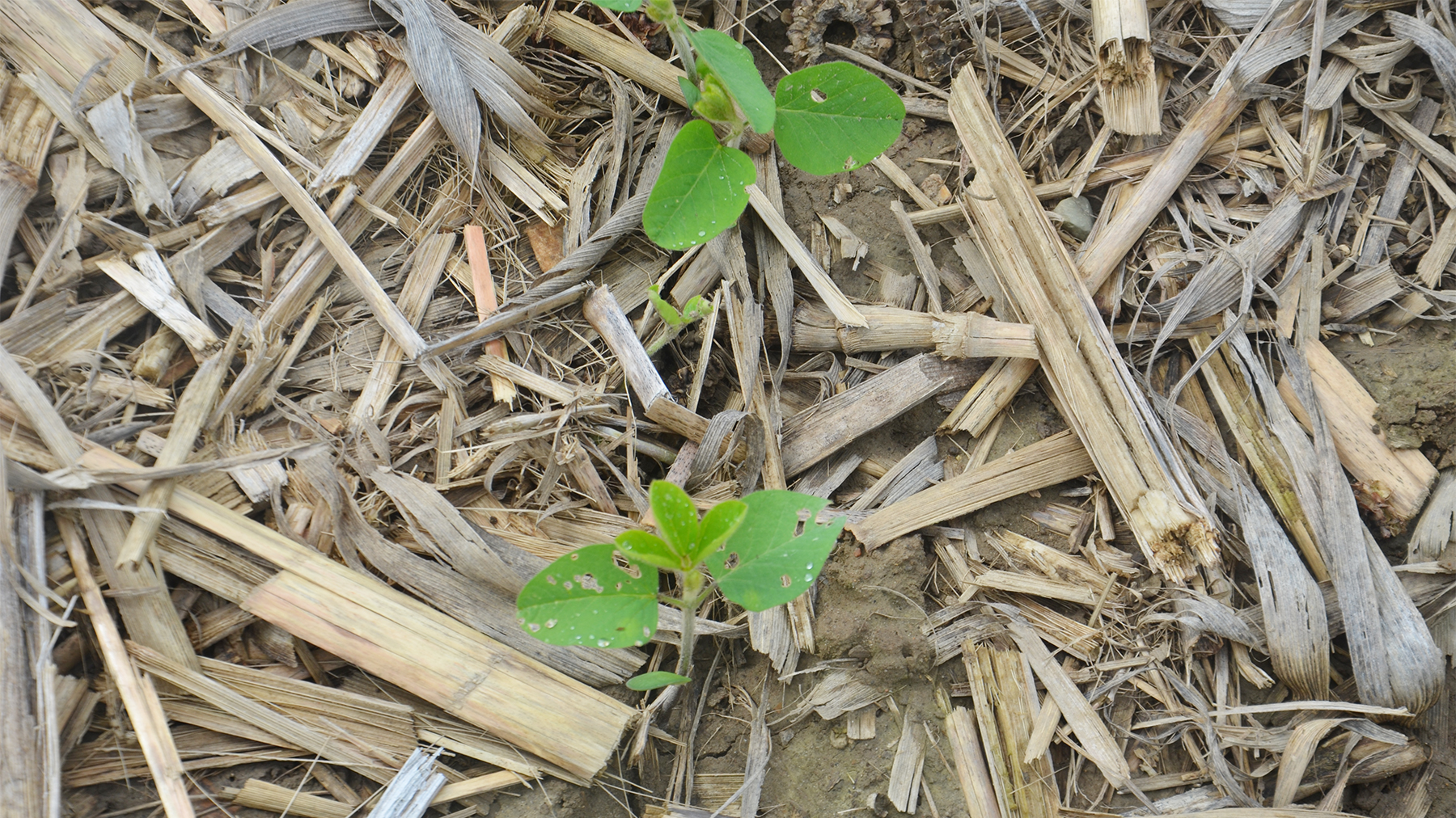 Young soybean plants with holes in the leaves