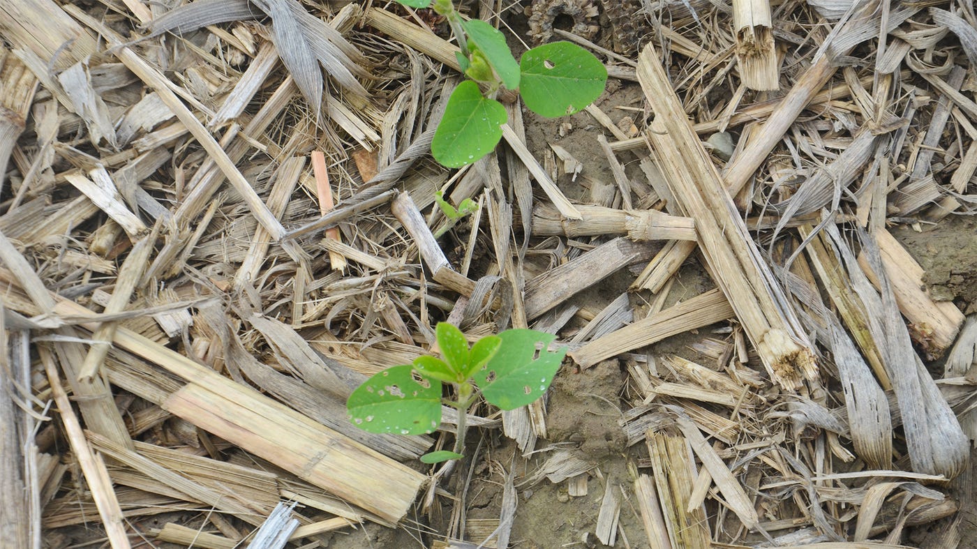 Young soybean plants with holes in the leaves Young soybean plants with holes in the leaves
