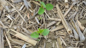 Young soybean plants with holes in the leaves Young soybean plants with holes in the leaves
