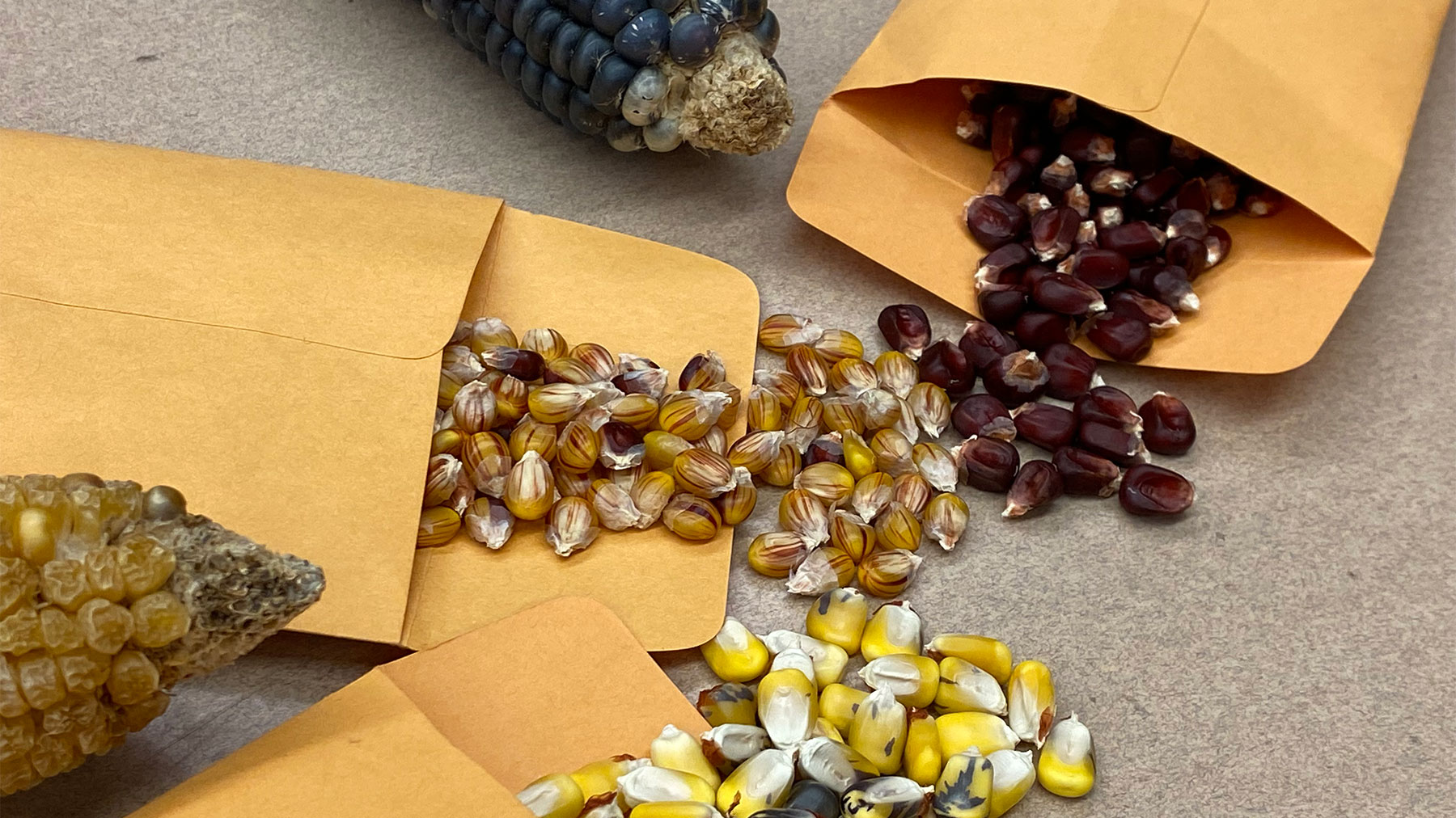 Dry corn kernels in manila envelopes