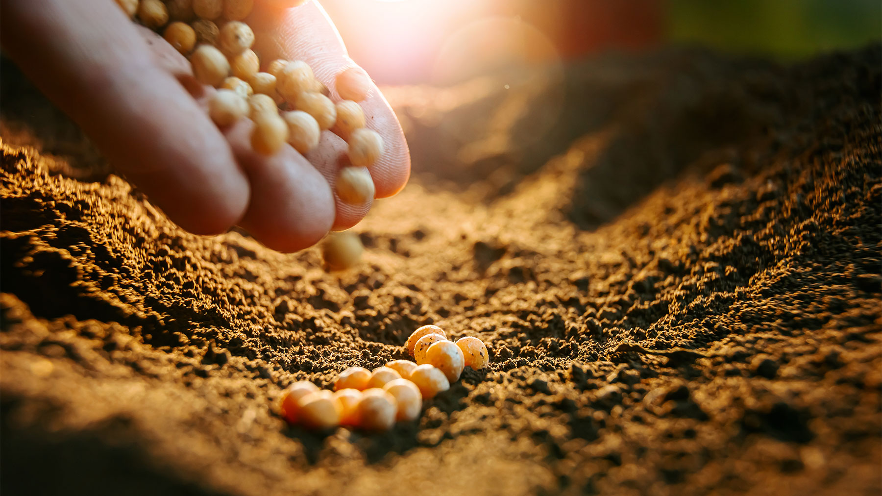 Hand pouring soybeans in soil
