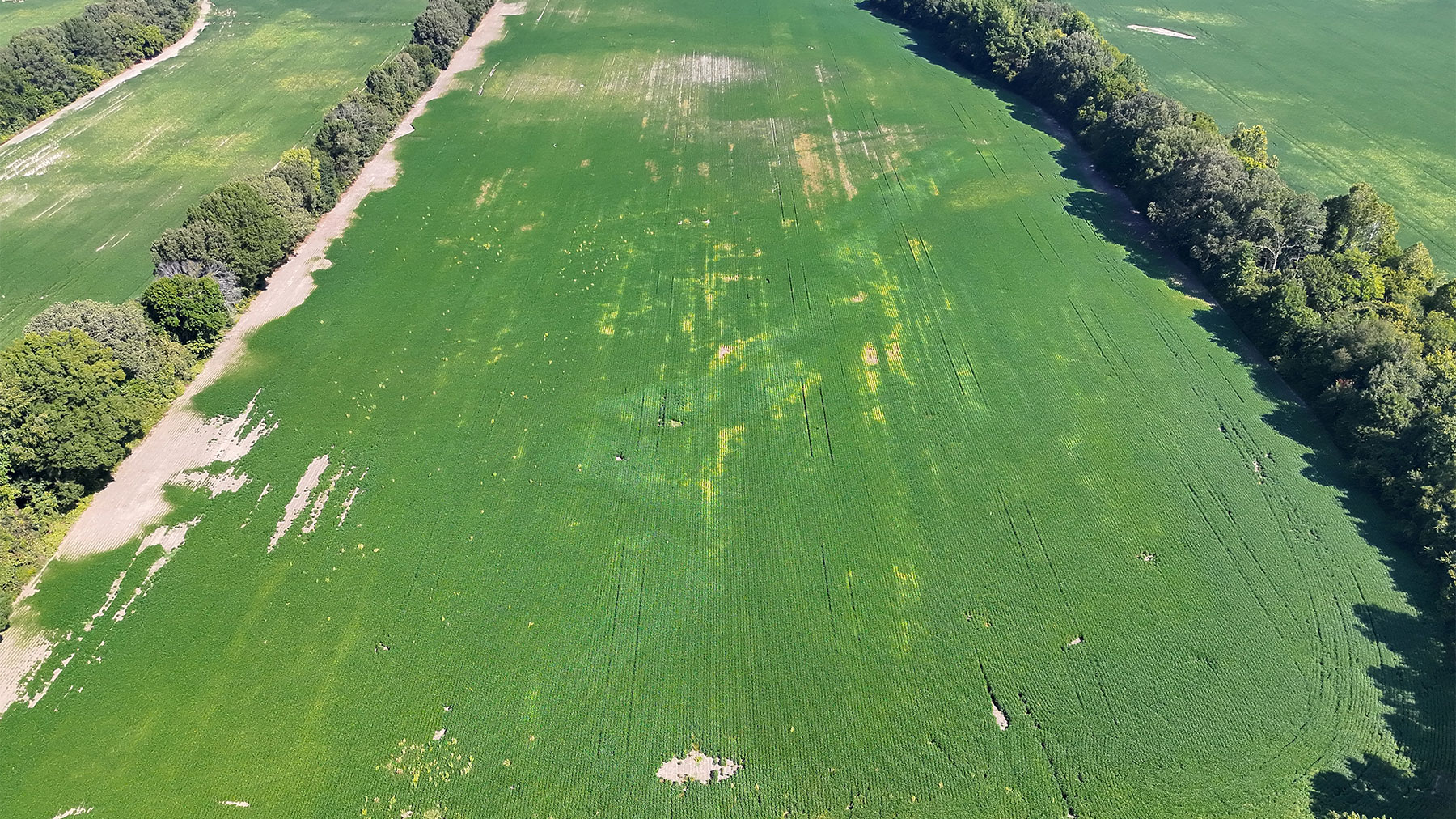 Aerial view of soybean field with areas of discoloration and bare spots