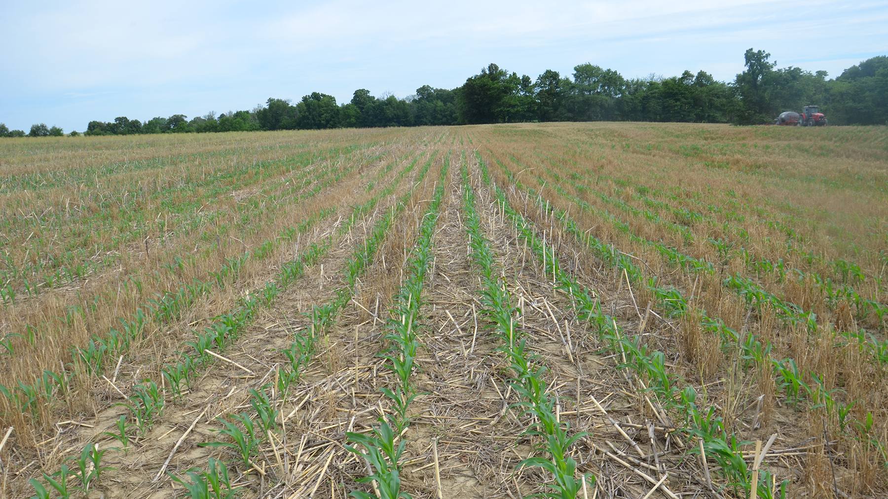 Corn plants growing in a no-till field