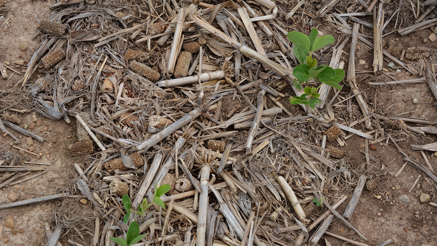 damaged soybean seedlings growing in corn residue in field