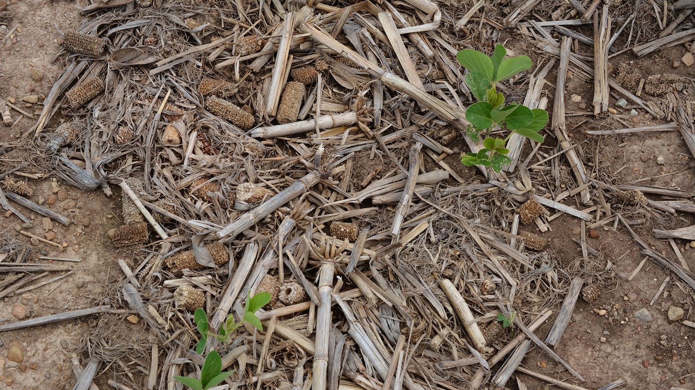 damaged soybean seedlings growing in corn residue in field damaged soybean seedlings growing in corn residue in field