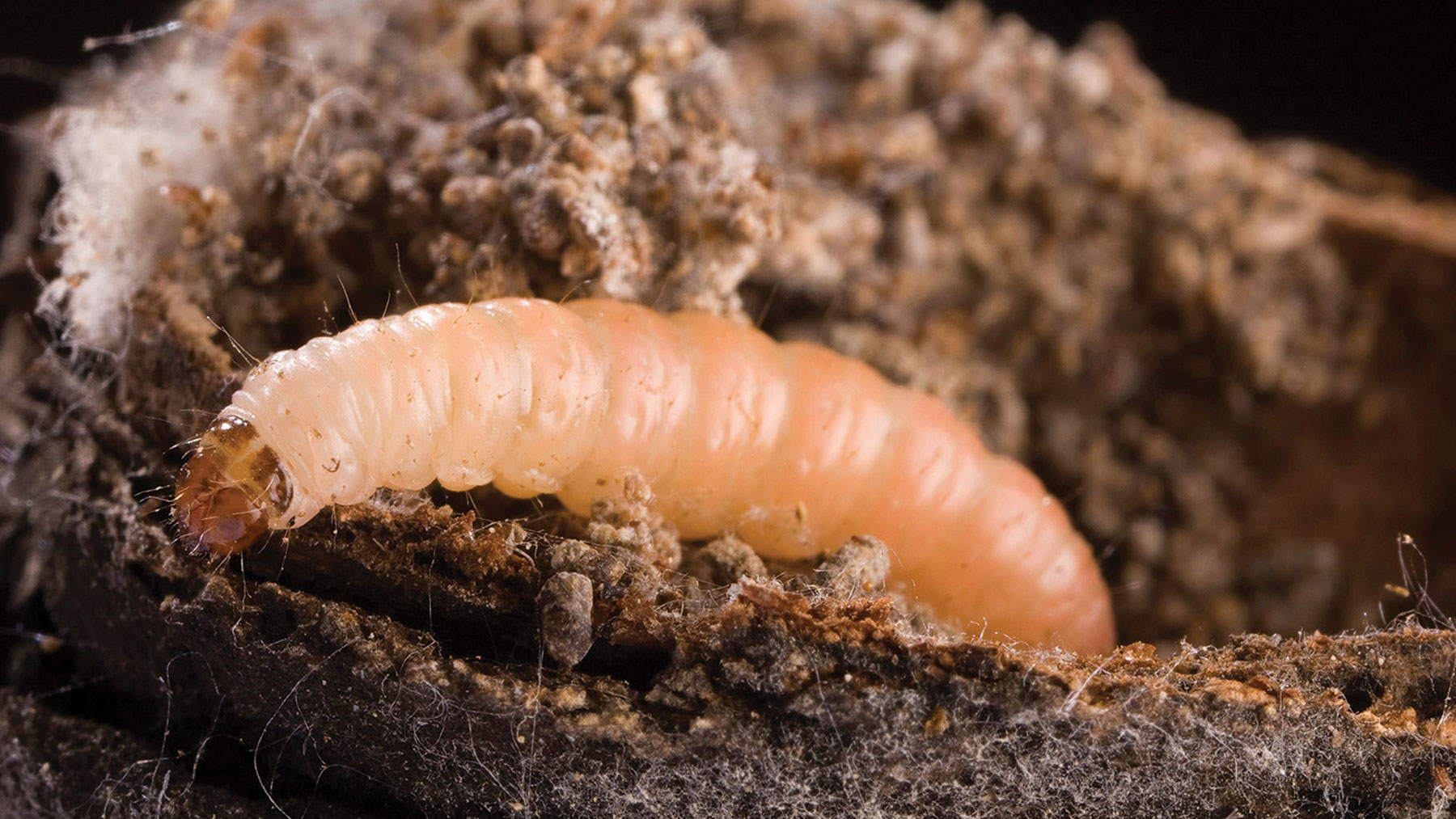 Navel orangeworms