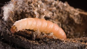 Navel orangeworms Navel orangeworms