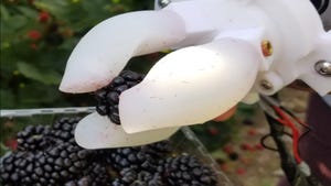 Blackberry Picker Blackberry Picker