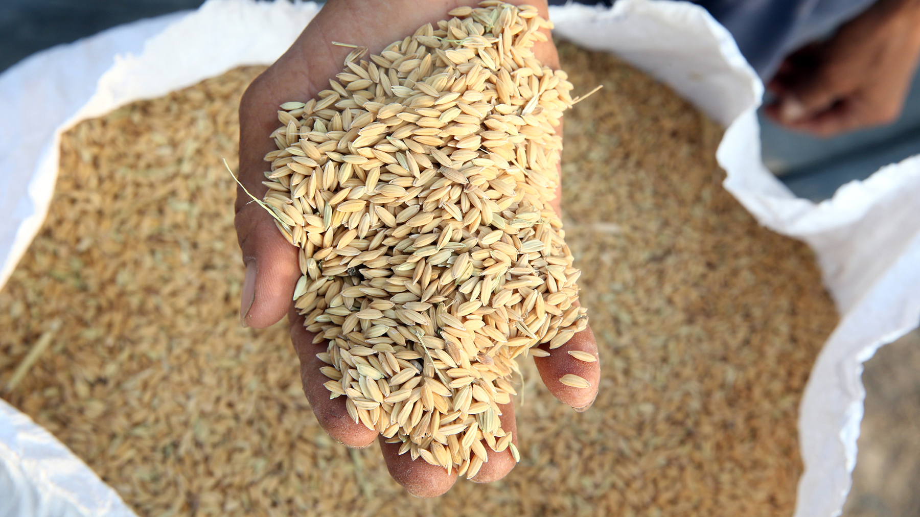 Rice in Hand