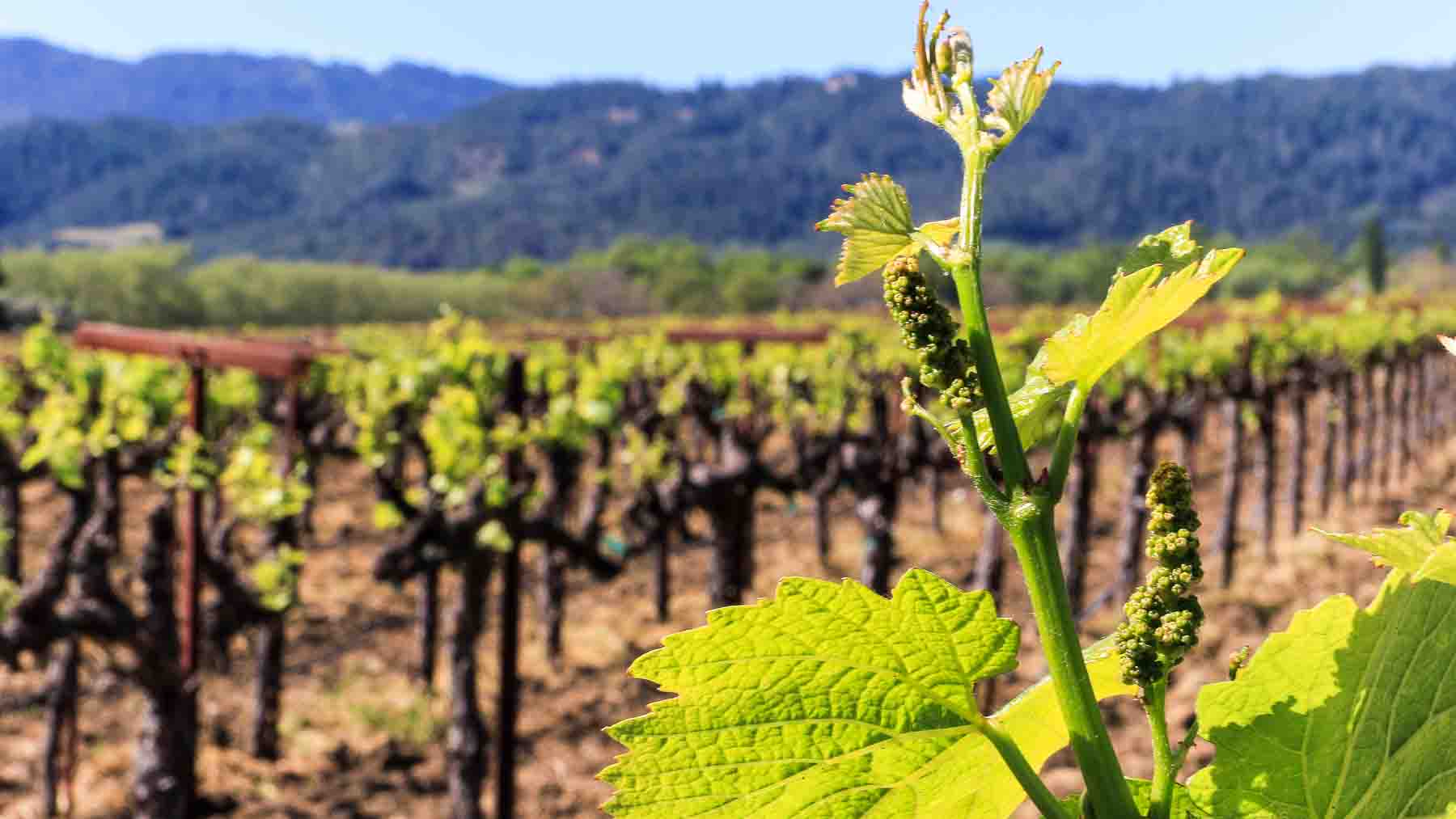 Wine grapes