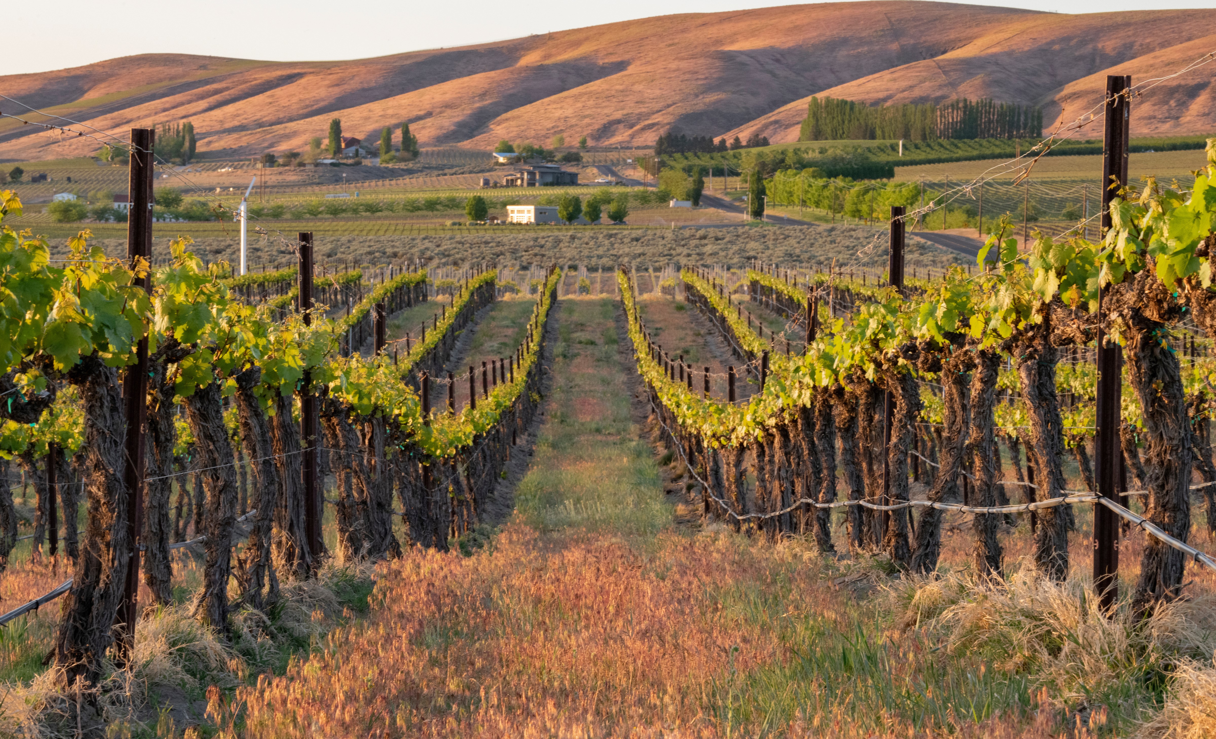 Washington vineyard
