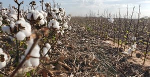 cotton cover crop cotton cover crop