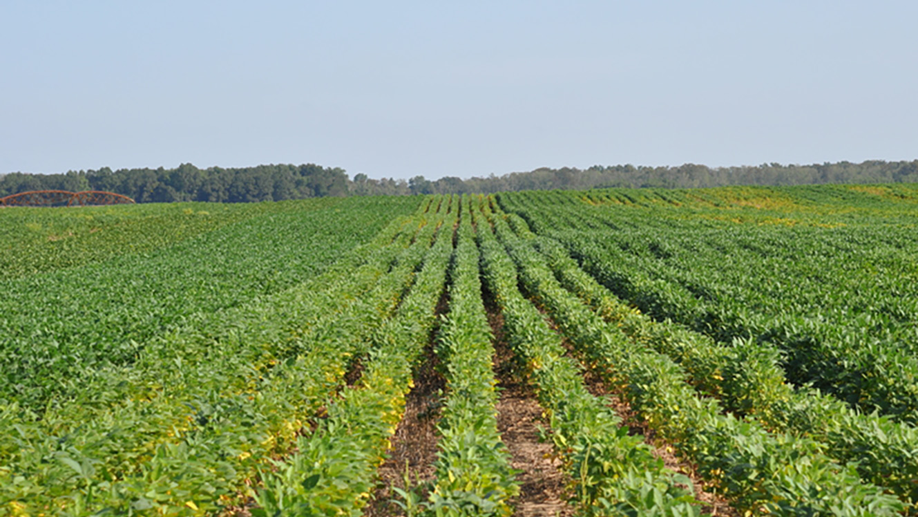 Damage created in soybean fields by southern root knot nematodes