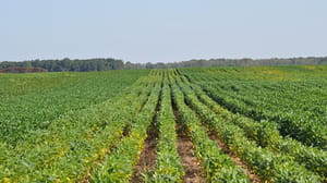 Damage created in soybean fields by southern root knot nematodes Damage created in soybean fields by southern root knot nematodes