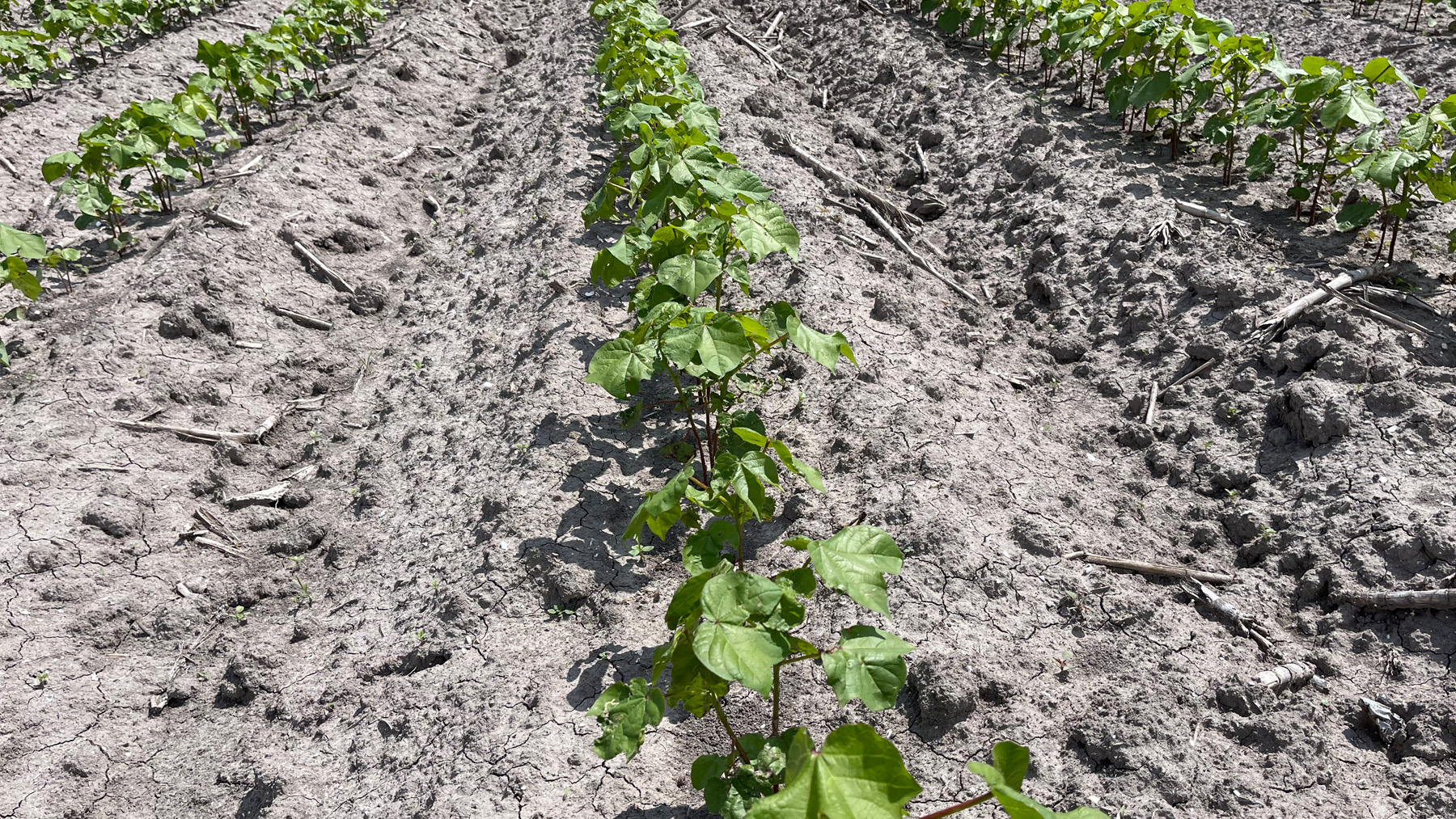 sekula squaring cotton LRGV