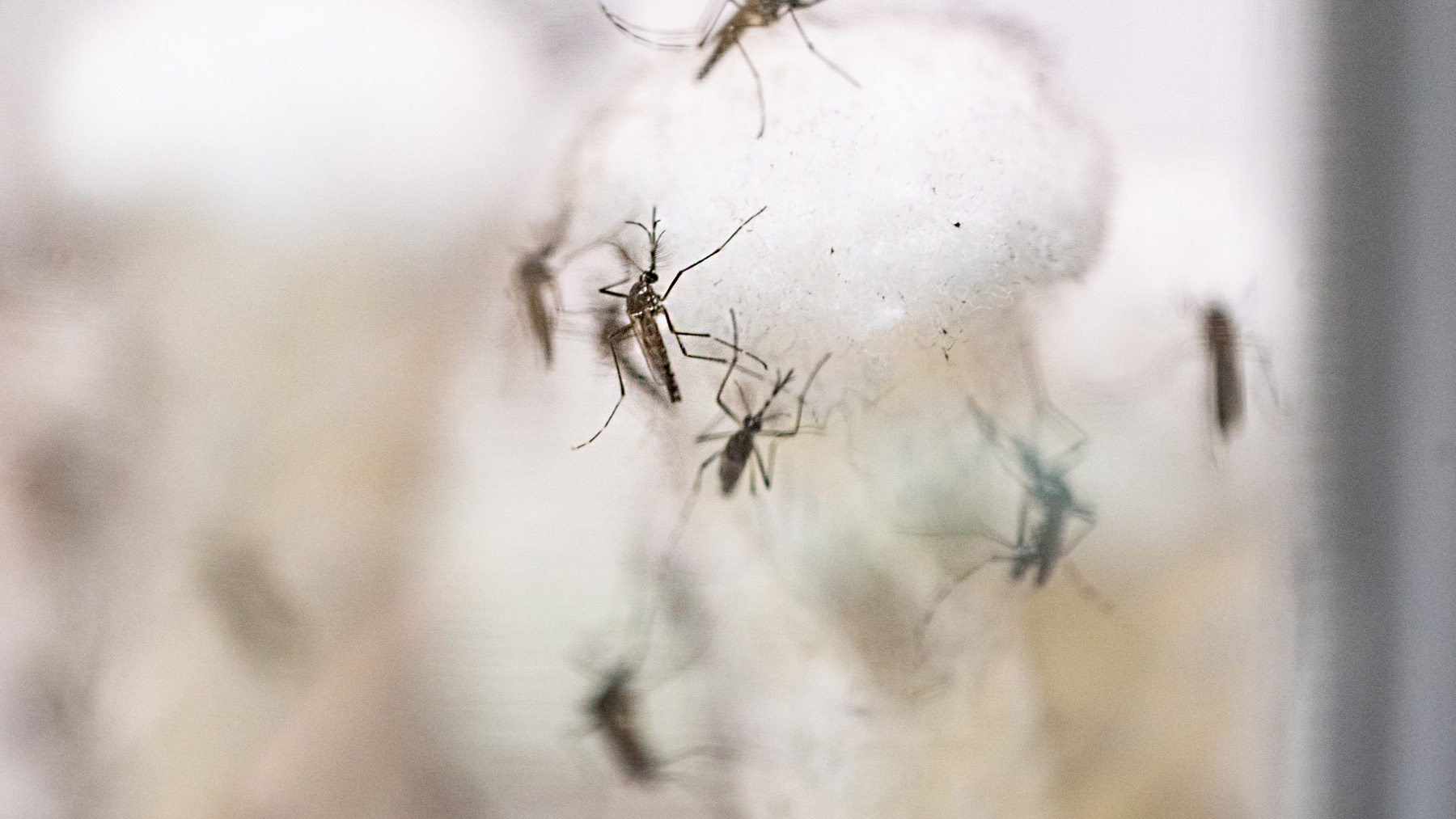 mosquitoes 