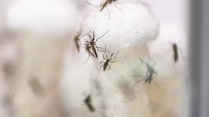 mosquitoes mosquitoes