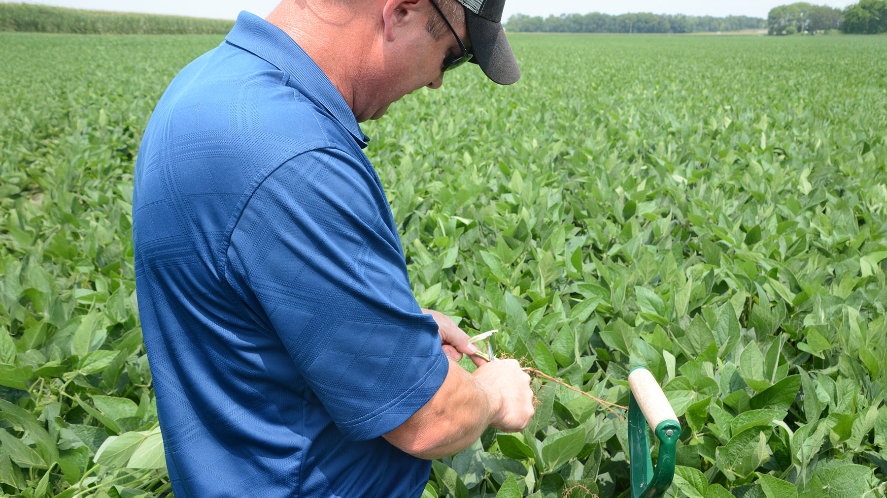 Man cutting soybean stem in field
